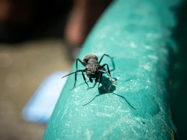 Ant Control in Wagga Wagga