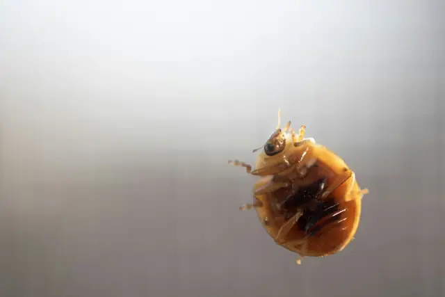 Bed Bug Treatment in Wagga Wagga