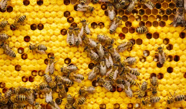 Bee Removal in Wagga Wagga