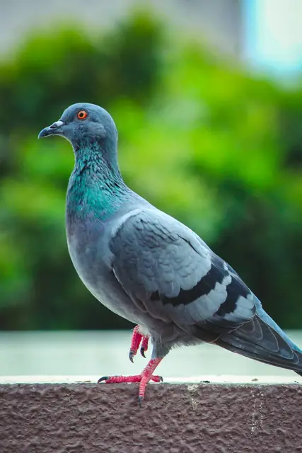 Bird Control in Wagga Wagga