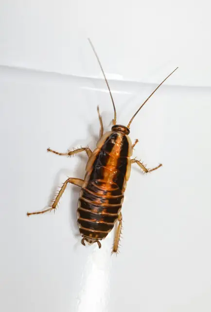 German Cockroach Control in Wagga Wagga