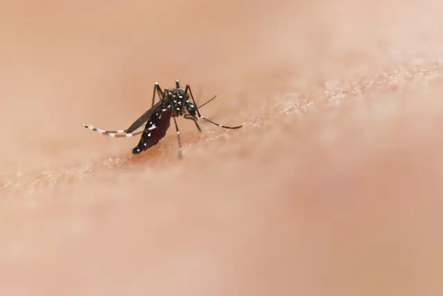 Mosquito Control in Wagga Wagga