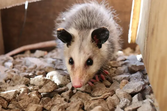 Possum Removal in Wagga Wagga