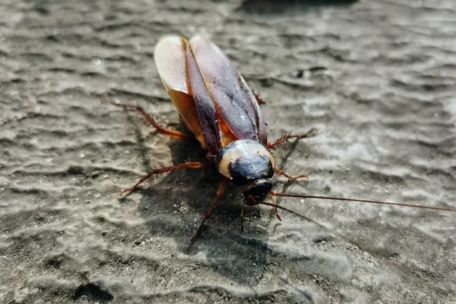 Cockroach Control in Wagga Wagga