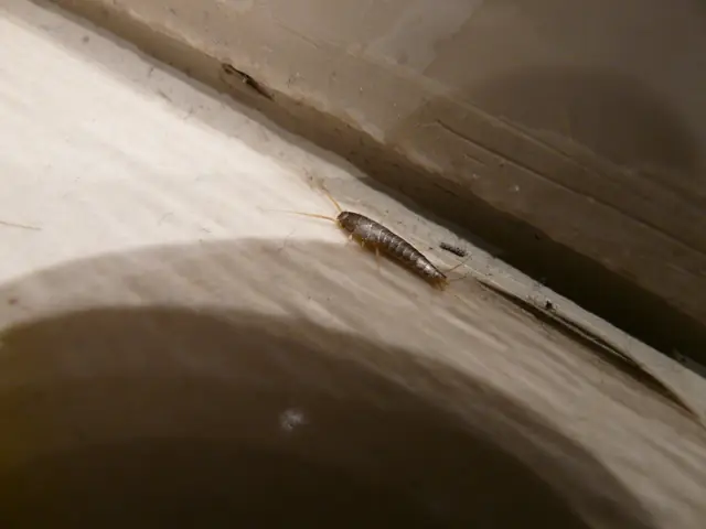 Silverfish Control in Wagga Wagga