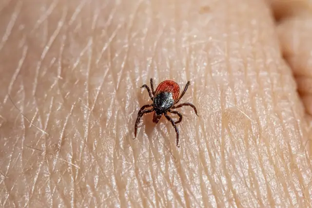 Tick Control in Wagga Wagga