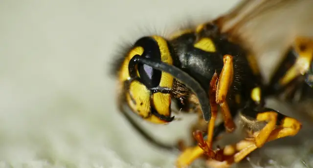 Wasp Nest Removal in Wagga Wagga
